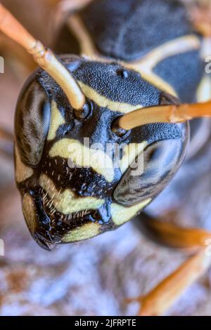 Asiatische Papierwespe (Polistes chinensis) Nahaufnahme, Neuseeland., Quelle: Robin Bush / Avalon Stockfoto