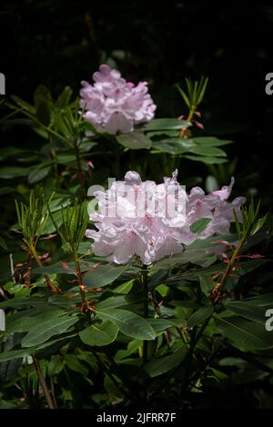 Penjerrick Gardens; Budock Water; Cornwall; Südwesten; West Country; England; Vereinigtes Königreich; Vereinigtes Königreich; Stockfoto