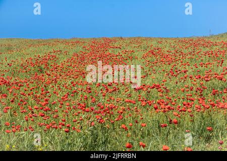 Der spektakuläre Anblick eines Feldes voller leuchtendem roten Mohnblumen und eines wolkenlosen blauen Himmels auf West Pentire in Newquay in Cornwall in Großbritannien. Stockfoto