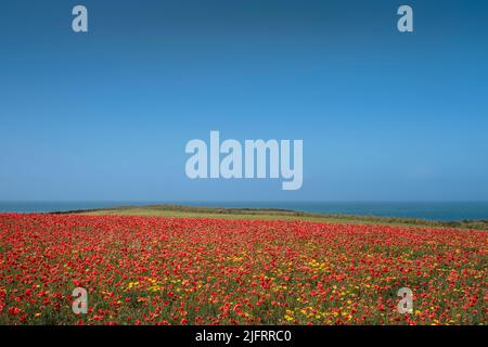 Ein spektakuläres, wunderschönes Mohn-Feld an der Küste von West Pentire in Newquay in Cornwall in Großbritannien. Stockfoto