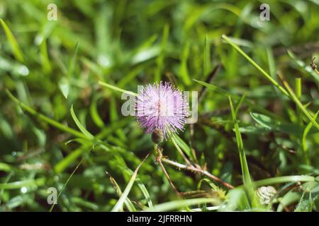 Violette Mimosa pudica, empfindliche dornige Pflanze Stockfoto