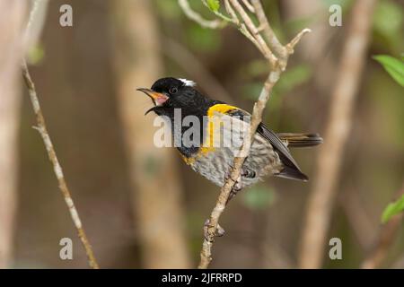 Männlicher Stitchbird (Notiomystis cincta), auch bekannt als oder hihi. Erwachsene männliche Anzeige mit seinen weißen Kopffedern. Ein neuseeländischer endemischer Vogel fand nur o Stockfoto