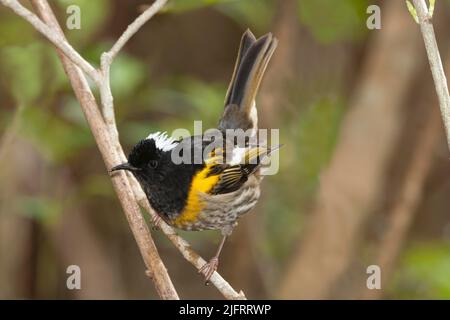 Männlicher Stitchbird (Notiomystis cincta), auch bekannt als oder hihi. Erwachsene männliche Anzeige mit seinen weißen Kopffedern. Ein neuseeländischer endemischer Vogel fand nur o Stockfoto