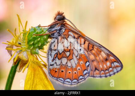 Marsh Fritillary (Phydryas aurinia) on Buttercup, Wiltshire, UK, Credit:Robin Bush / Avalon Stockfoto