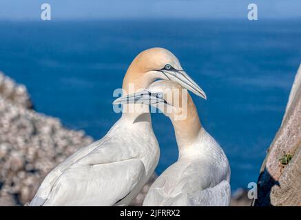 Nördlicher Gannet (Morus Bassanus), ausgewachsenes Paar mit Hauptkolonie dahinter, großer Saltee, Saltee-Inseln, Irland, Credit:Robin Bush / Avalon Stockfoto