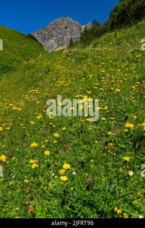 Wunderschöne blühende Bergwiesen mit orange-gelber Arnika und vielen anderen Blumen. Alpine Pflanzen blühen am steilen Hang. Landschaft Stockfoto