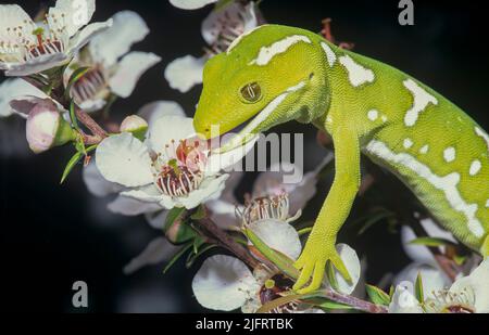 Northland Green Gecko ( Naulktinus greyii ) Neuseeland endemischer Gecko; leckende Manuka-Blumen, Credit:Robin Bush / Avalon Stockfoto