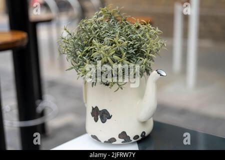 Einzelaufnahme einer schäbigen, schicken Teekanne aus weißem Emaille mit rustikalem schwarzem Splitt, die als Dekorationstopf für eine Kräuterpflanze aufgewertet wurde. Stockfoto