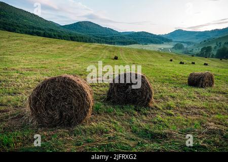 Geerntetes Heu auf einem grünen Feld und gegen die Berge und den blauen Himmel. Altay, Russland. Herbsternte auf den Feldern. Sonnenuntergang über dem Farmfeld w Stockfoto