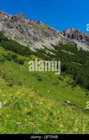 Wunderschöne blühende Bergwiesen mit orange-gelber Arnika und vielen anderen Blumen. Alpine Pflanzen blühen am steilen Hang. Landschaft Stockfoto