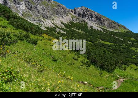 Wunderschöne blühende Bergwiesen mit orange-gelber Arnika und vielen anderen Blumen. Alpine Pflanzen blühen am steilen Hang. Landschaft Stockfoto