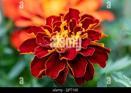 Tagetes Patula, französische Ringelblume aus der Nähe Stockfoto