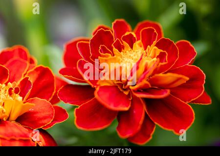 Orangefarbene französische Ringelblumen aus der Nähe, Tagetes-Patula Stockfoto