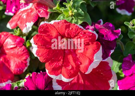 Petunia 'Ice Mix' Blumen in der Nähe mit Wassertropfen Stockfoto
