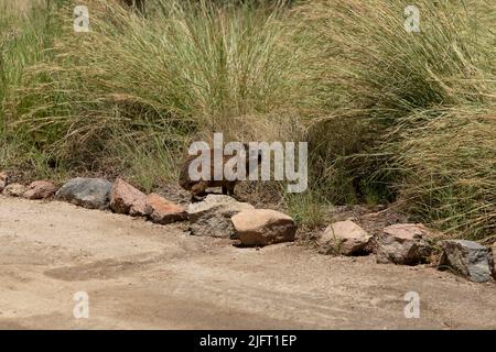 Felshyrax auf einem Felsen mit Gras dahinter sitzend. Wissenschaftlicher Name ist Procavia capensis. Es ist auch als Dassie in Afrikaans bekannt Stockfoto