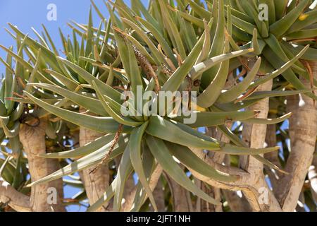 Nahaufnahme Selektiver Fokus auf den grünen Aloe-Urlaub des Köcherbaums. Der wissenschaftliche Name des Baumes ist Aloidendron dichotomum Stockfoto