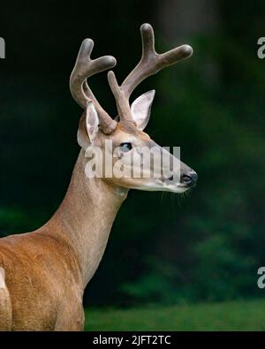 Ein weißer Schwanzbock aus Samt. Stockfoto