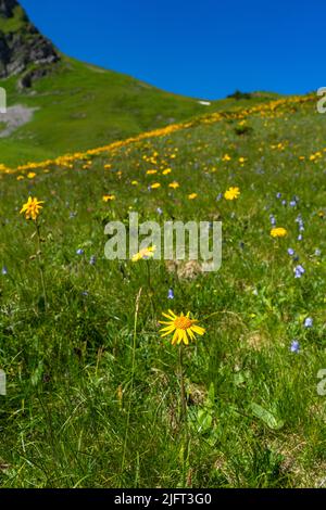 Wunderschöne blühende Bergwiesen mit orange-gelber Arnika und vielen anderen Blumen. Alpine Pflanzen blühen am steilen Hang. Landschaft Stockfoto