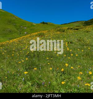 Wunderschöne blühende Bergwiesen mit orange-gelber Arnika und vielen anderen Blumen. Alpine Pflanzen blühen am steilen Hang. Landschaft Stockfoto