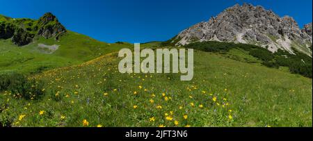 Wunderschöne blühende Bergwiesen mit orange-gelber Arnika und vielen anderen Blumen. Alpine Pflanzen blühen am steilen Hang. Landschaft Stockfoto