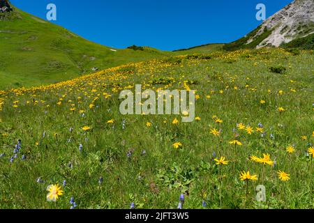 Wunderschöne blühende Bergwiesen mit orange-gelber Arnika und vielen anderen Blumen. Alpine Pflanzen blühen am steilen Hang. Landschaft Stockfoto