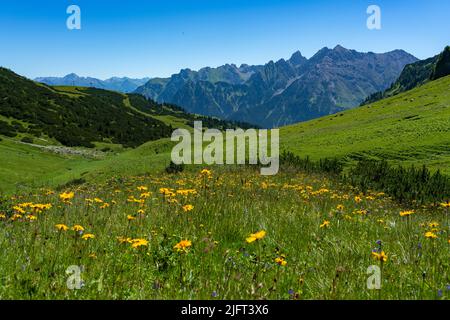 Wunderschöne blühende Bergwiesen mit orange-gelber Arnika und vielen anderen Blumen. Alpine Pflanzen blühen am steilen Hang. Landschaft Stockfoto