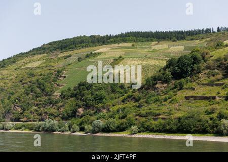 Panoramabilder von einer Flusskreuzfahrt entlang des Rheins und der Mosel in der Weinbauregion West-Rheinland Stockfoto