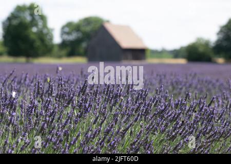 Niesky, Deutschland. 05.. Juli 2022. Lavendel blüht auf einem Feld der Landwirtschaftsgenossenschaft See. Seit vier Jahren kultivieren die Bauern aus dem Landkreis Görlitz mit Hilfe eines EU-finanzierten Projekts die Flieder-blühende Duftpflanze auf einer Fläche von rund drei Hektar. Quelle: Sebastian Kahnert/dpa/Alamy Live News Stockfoto