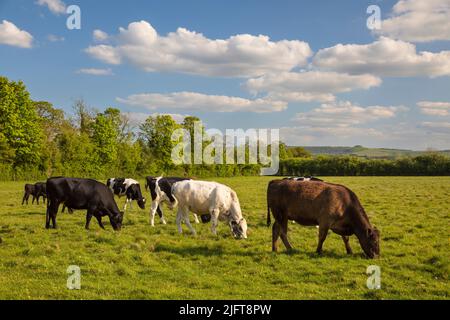 Kühe auf Hungerford Common, Hungerford, Bekshire, England, Vereinigtes Königreich, Europa Stockfoto