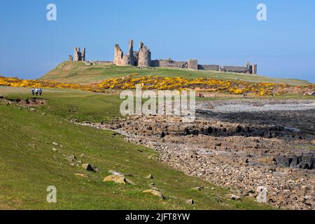 Dunstanburgh Castle mit gelbem Gorse, in der Nähe von Craster, Northumberland, England, Vereinigtes Königreich, Europa Stockfoto