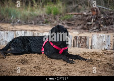 Nasser schwarzer Hund mit rotem Kragen, der am Strand auf dem Sand liegt Stockfoto