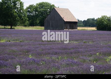 Niesky, Deutschland. 05.. Juli 2022. Lavendel blüht auf einem Feld der Landwirtschaftsgenossenschaft See. Seit vier Jahren kultivieren die Bauern aus dem Landkreis Görlitz mit Hilfe eines EU-finanzierten Projekts die Flieder-blühende Duftpflanze auf einer Fläche von rund drei Hektar. Quelle: Sebastian Kahnert/dpa/Alamy Live News Stockfoto