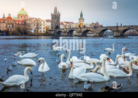 Schwäne auf der Moldau, in der Nähe der Karlsbrücke - Prag, Tschechische Republik Stockfoto