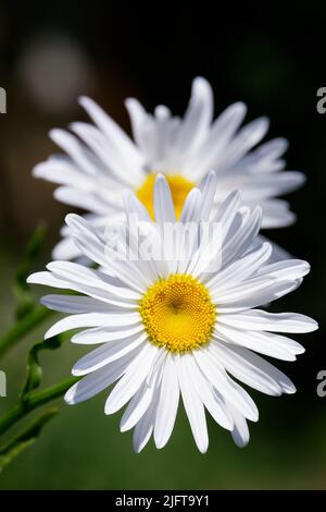 Ochsenblumen, Gänseblümchen, marguerite. Strahlende Blütenköpfe. Weiß und gelb auf dunklem Hintergrund. Leucanthemum vulgare Stockfoto