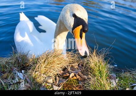 Stummer Schwan am Ufer. Interessierter Blick des Wasservogels. Vogel aus Brandenburg. Tierfoto aus der Natur Stockfoto