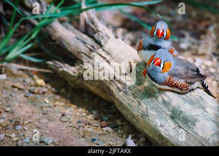 zebrafinken-Paar in der Liebe kuscheln auf einem Baumstamm. Romantische und niedliche kleine Vögel. Tierfoto aus der Natur Stockfoto