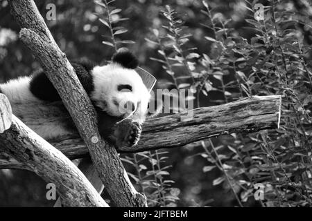 Riesiger Panda in Schwarz und Weiß, der auf Baumstämmen in der Höhe liegt. Gefährdete Säugetiere aus China. Naturfoto des Tieres Stockfoto