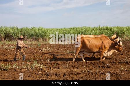 Kuba, südlich von Colon in der Provinz Matanzas, jäten und pflügen Bauern ein Feld, um es für die Anpflanzung von neuem Zuckerrohr vorzubereiten. Stockfoto