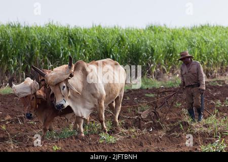 Kuba, südlich von Colon in der Provinz Matanzas, jäten und pflügen Bauern ein Feld, um es für die Anpflanzung von neuem Zuckerrohr vorzubereiten. Stockfoto