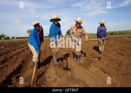 Kuba, südlich von Colon in der Provinz Matanzas, jäten und pflügen Bauern ein Feld, um es für die Anpflanzung von neuem Zuckerrohr vorzubereiten. Stockfoto