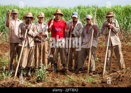 Kuba, südlich von Colon in der Provinz Matanzas, jäten und pflügen Bauern ein Feld, um es für die Anpflanzung von neuem Zuckerrohr vorzubereiten. Stockfoto