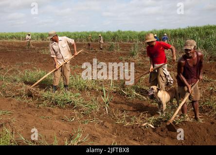 Kuba, südlich von Colon in der Provinz Matanzas, jäten und pflügen Bauern ein Feld, um es für die Anpflanzung von neuem Zuckerrohr vorzubereiten. Stockfoto