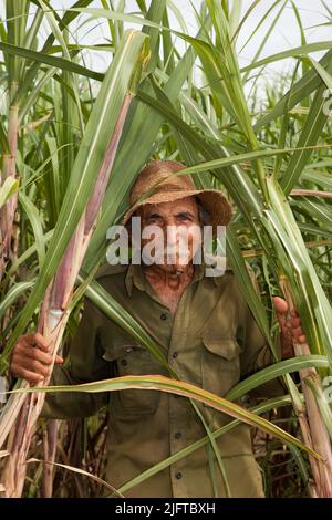 Kuba, südlich von Colon in der Provinz Matanzas, jäten und pflügen Bauern ein Feld, um es für die Anpflanzung von neuem Zuckerrohr vorzubereiten. Stockfoto