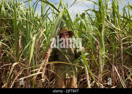 Kuba, südlich von Colon in der Provinz Matanzas, jäten und pflügen Bauern ein Feld, um es für die Anpflanzung von neuem Zuckerrohr vorzubereiten. Stockfoto