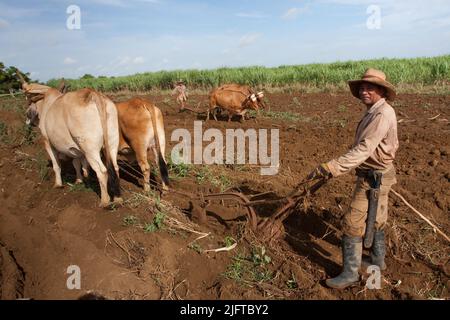 Kuba, südlich von Colon in der Provinz Matanzas, jäten und pflügen Bauern ein Feld, um es für die Anpflanzung von neuem Zuckerrohr vorzubereiten. Stockfoto