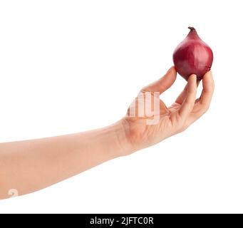 Rote Zwiebel im Handweg isoliert auf weiß Stockfoto
