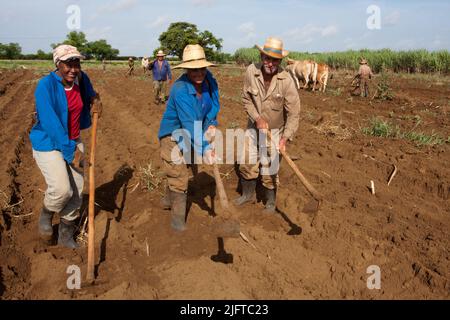 Kuba, südlich von Colon in der Provinz Matanzas, jäten und pflügen Bauern ein Feld, um es für die Anpflanzung von neuem Zuckerrohr vorzubereiten. Stockfoto