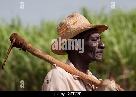 Cuba, südlich von Colon in der Provinz Matanzas, jäten und pflügen Bauern ein Feld, um es für die Anpflanzung von neuem Zuckerrohr vorzubereiten.einige davon sind Kl Stockfoto