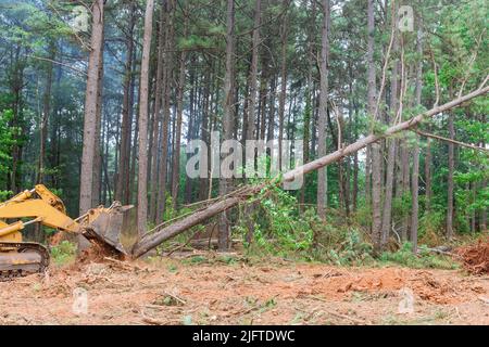 Während des Prozesses der Rodung von Land, um Häuser zu bauen, werden Bäume entwurzelt und Entwaldung erfolgt. Stockfoto