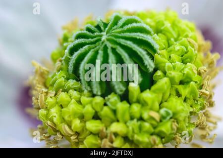 Makroaufnahme der Mohnblume, Nahaufnahme des Mohnkopfes, mit Pollen und unreifer Mohnkapsel im Inneren, selektiver Fokus. Stockfoto